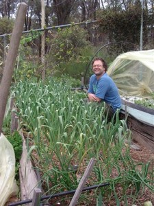 Raised Bed of Garlic