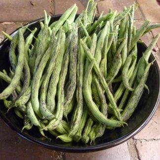 Rattlesnake Climbing Bean Seed