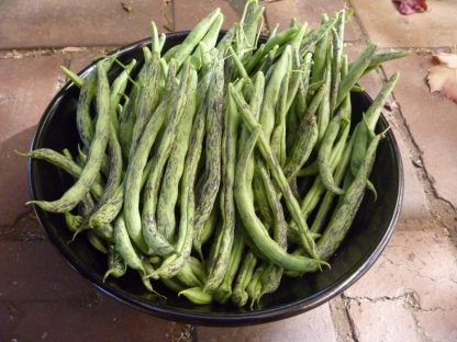Rattlesnake Climbing Bean Seed