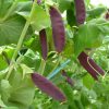 Snow Pea Purple - Delta Dusk - Image 4