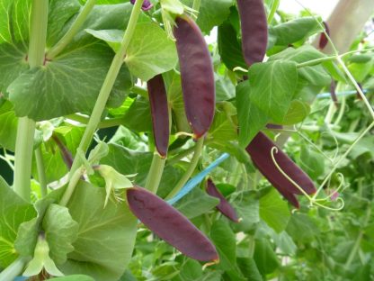 Snow Pea Purple - Delta Dusk - Image 4