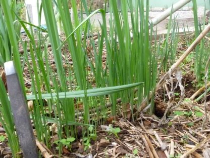 Leek Seed Cross