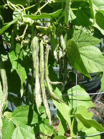 Climbing Bean - Rattlesnake - Image 2