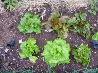 Lettuce Seed Vegetable Seed