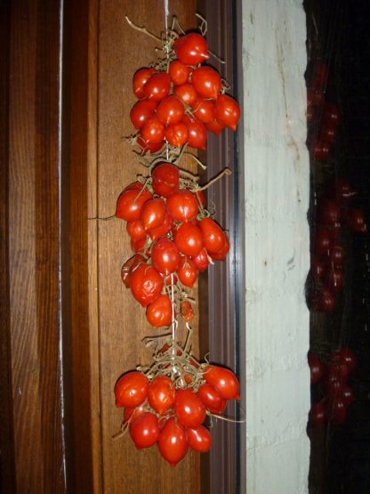 del Vesuvio Storage Tomato Seed
