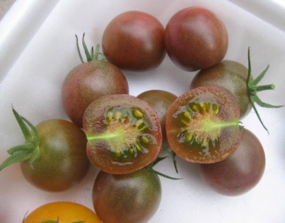 Black Cherry Tomato Seed