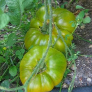 Grub's Mystery Green Tomato Seed