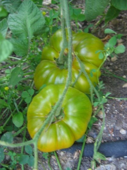 Grub's Mystery Green Tomato Seed