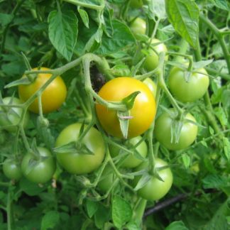 Jaune Flamee Tomato Seed