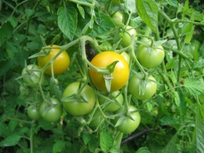 Jaune Flamee Tomato Seed