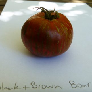 Tomato black and brown boar Tomato Seed