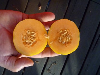 Farthest North Melon Seed