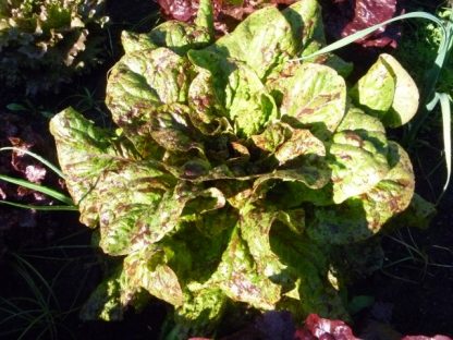 Freckles Selection Lettuce Seed