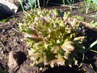 Lettuce - Lotsa Spots Mix - Image 9