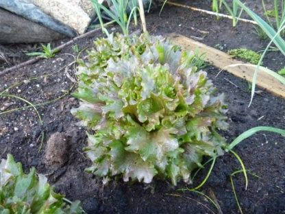 Lettuce - Lotsa Spots Mix - Image 8