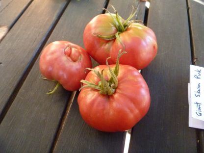 Tomato - Giant Siberian Pink