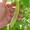 Snowpea Yellow - Joni's Taxi