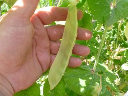 Snowpea Yellow - Joni's Taxi