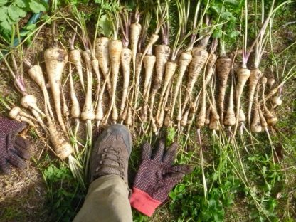Parsnip proto-Fatso