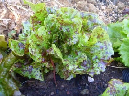 Lettuce - Lotsa Spots Mix - Image 4