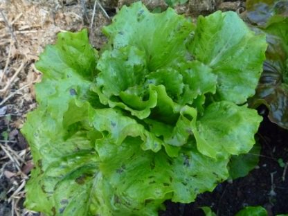 Lettuce - Lotsa Spots Mix - Image 7