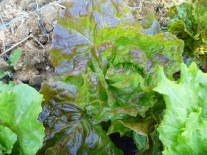 Lettuce - Lotsa Spots Mix - Image 6