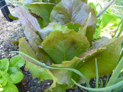 Lettuce - Lotsa Spots Mix - Image 5