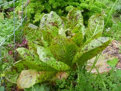 Lettuce - Lotsa Spots Mix - Image 2