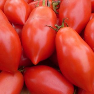 Ropreco Tomato Seed