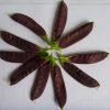 Snow Pea Purple - Delta Dusk - Image 2