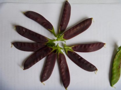 Snow Pea Purple - Delta Dusk - Image 2