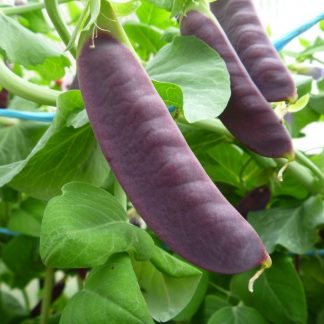 Purple Snow Pea Seed