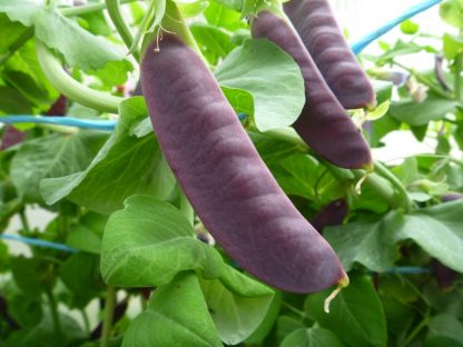 Purple Snow Pea Seed