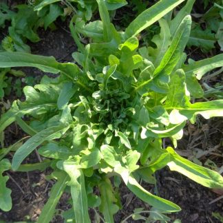 Lettuce - Royal Oakleaf Selection