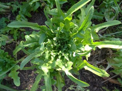 Lettuce - Royal Oakleaf Selection