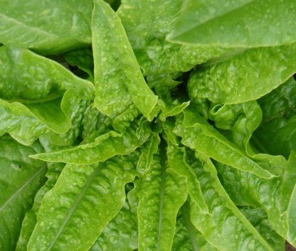 Strela Green Lettuce Seed