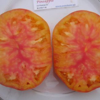 Tomato Seed - Pineapple