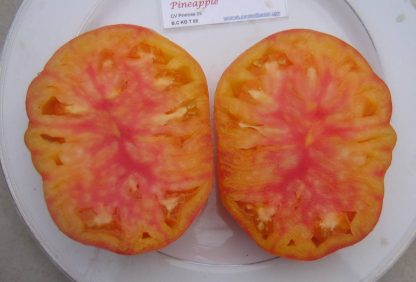 Tomato Seed - Pineapple