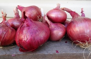 mill-creek-red-onion