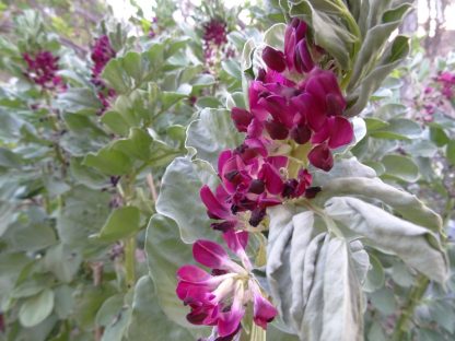 Broadbean - Red-flowered