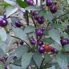 Chilli - Filius Blue - Image 2