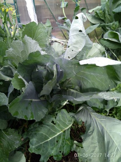 Asian Green - Senposai