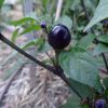 Chilli - Filius Blue