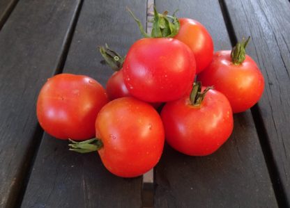 Tomato - Pomodorino Inverno 'Torre Suda'