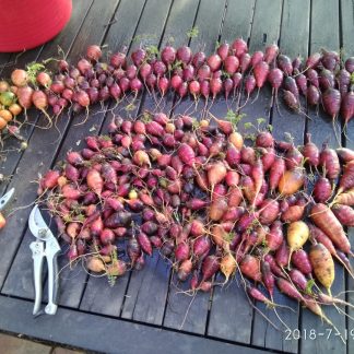 Carrot - Purple Rainbow