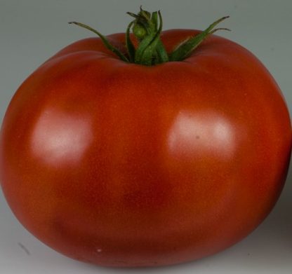 Tomato - C 33