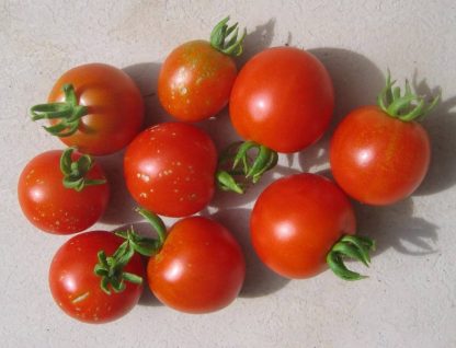 Tomato - Kimberley