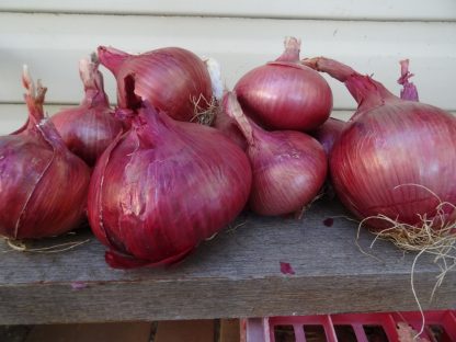 Onion - Mill Creek Red