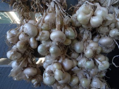 Potato Onion true seed - Green Mountain F2