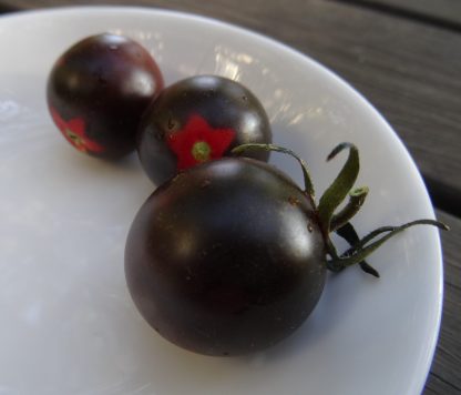 Tomato Fahrenheit Blue